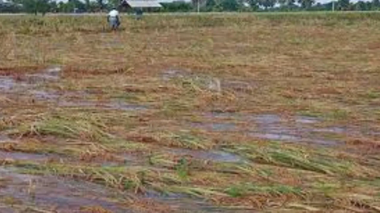 बारिश से धान को नुकसान की आशंका:  किसानों को सलाह...खेतों से निकालें पानी, न करें धान की कटाई