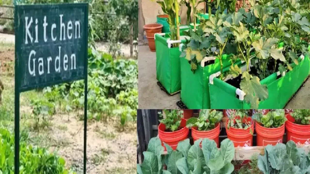 यूपी के स्कूलों में अब न्यूट्रीशन गार्डन..किचन गार्डन का सपना टला, बेसिक शिक्षा ने दिए निर्देश, 11.57 लाख का बजट स्वीकृत