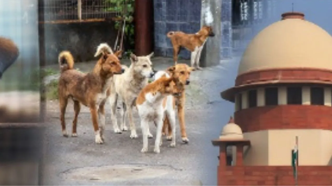 Stray Dogs :  आवारा कुत्तों के मामले में SC ने ठुकराई राज्यों की मांग, मुख्य सचिवों को प्रत्यक्ष तौर पर होना होगा पेश 