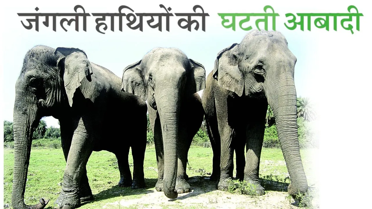 जंगली हाथियों की घटती आबादी पर हो विमर्श