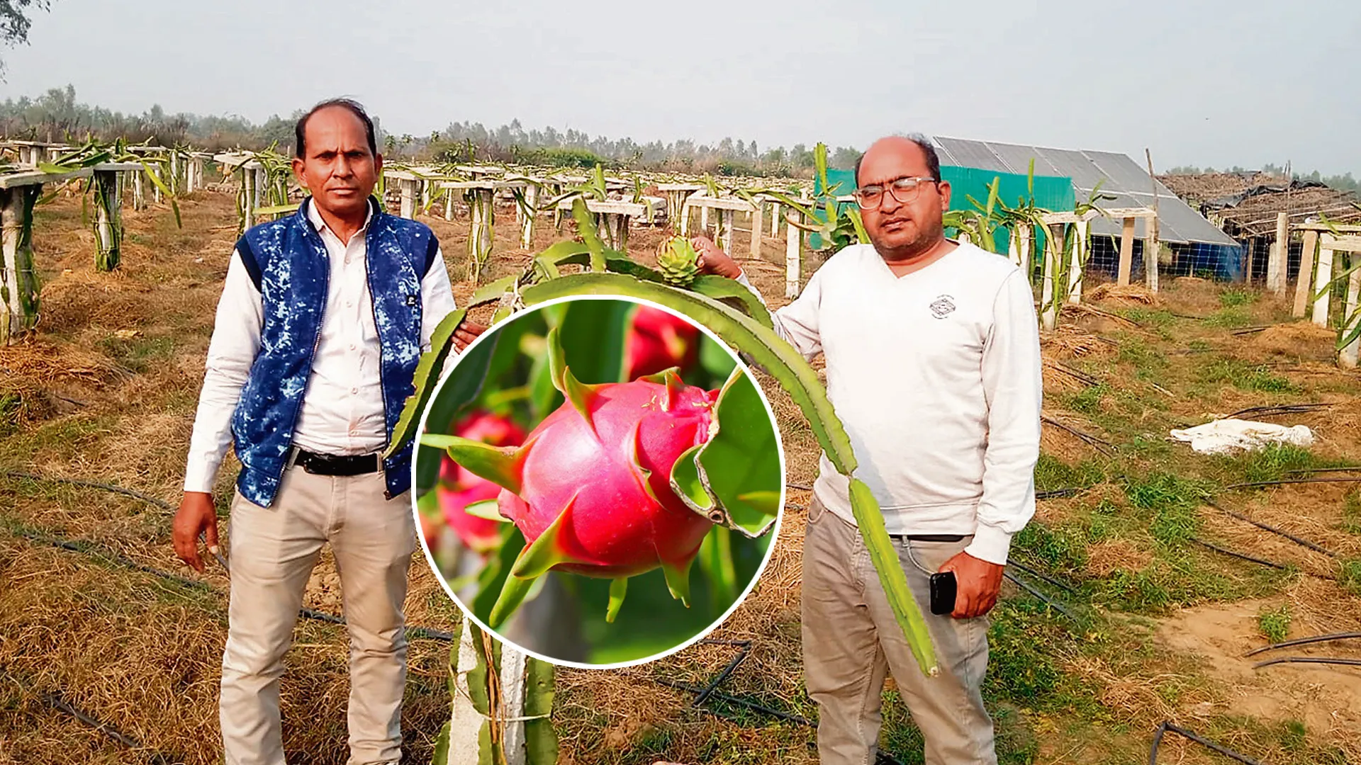 ‘ड्रैगन फ्रूट’ के उत्पादन से निकले बरेली के किसानों के लिए नये रास्ते