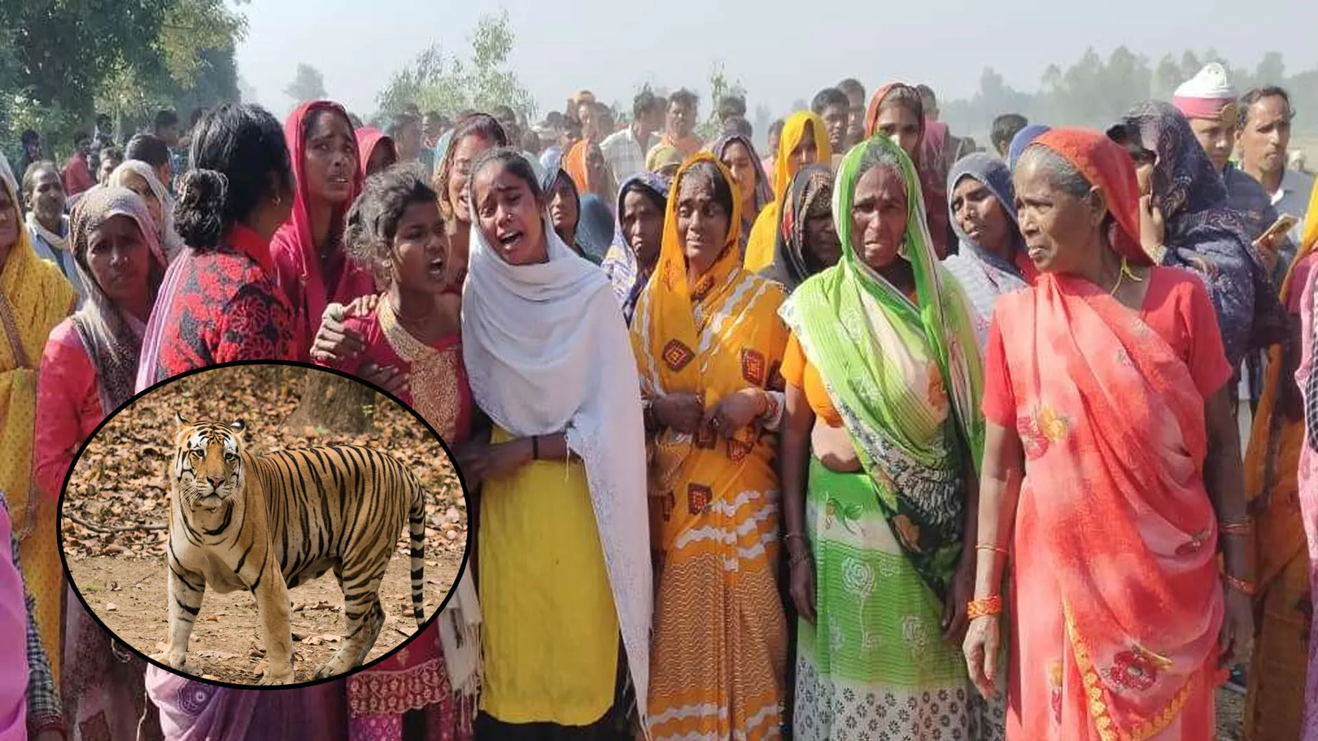 Pilibhit :  बाघ हमले में मरने वालों की संख्या हुई 60, अव्यवस्था और लापरवाही जिम्मेदार