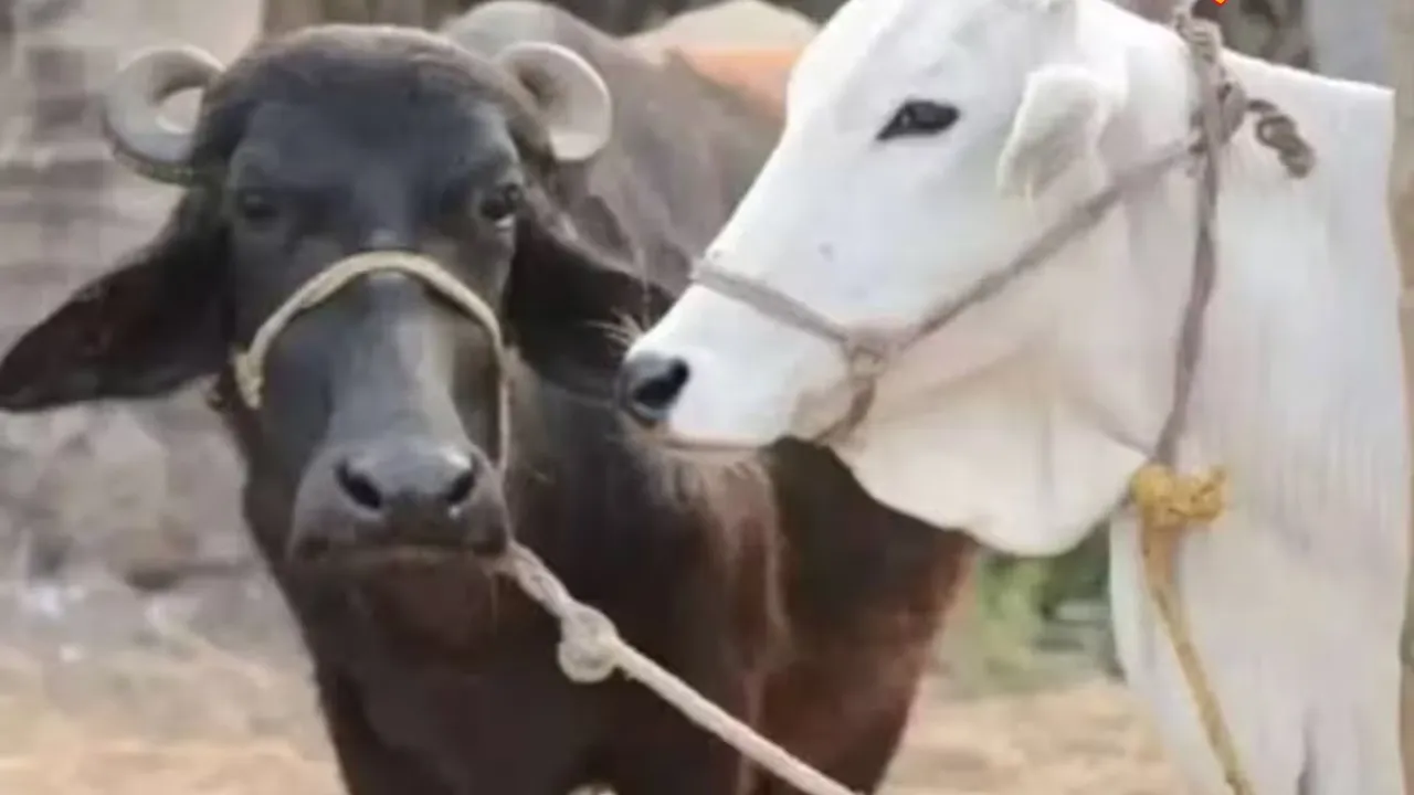 खुरपका-मुंहपका और लंपी वायरस का कहर का बाराबंकी में कहर : टीकाकरण न होने से सैकड़ों मवेशी बीमार, कई की मौत