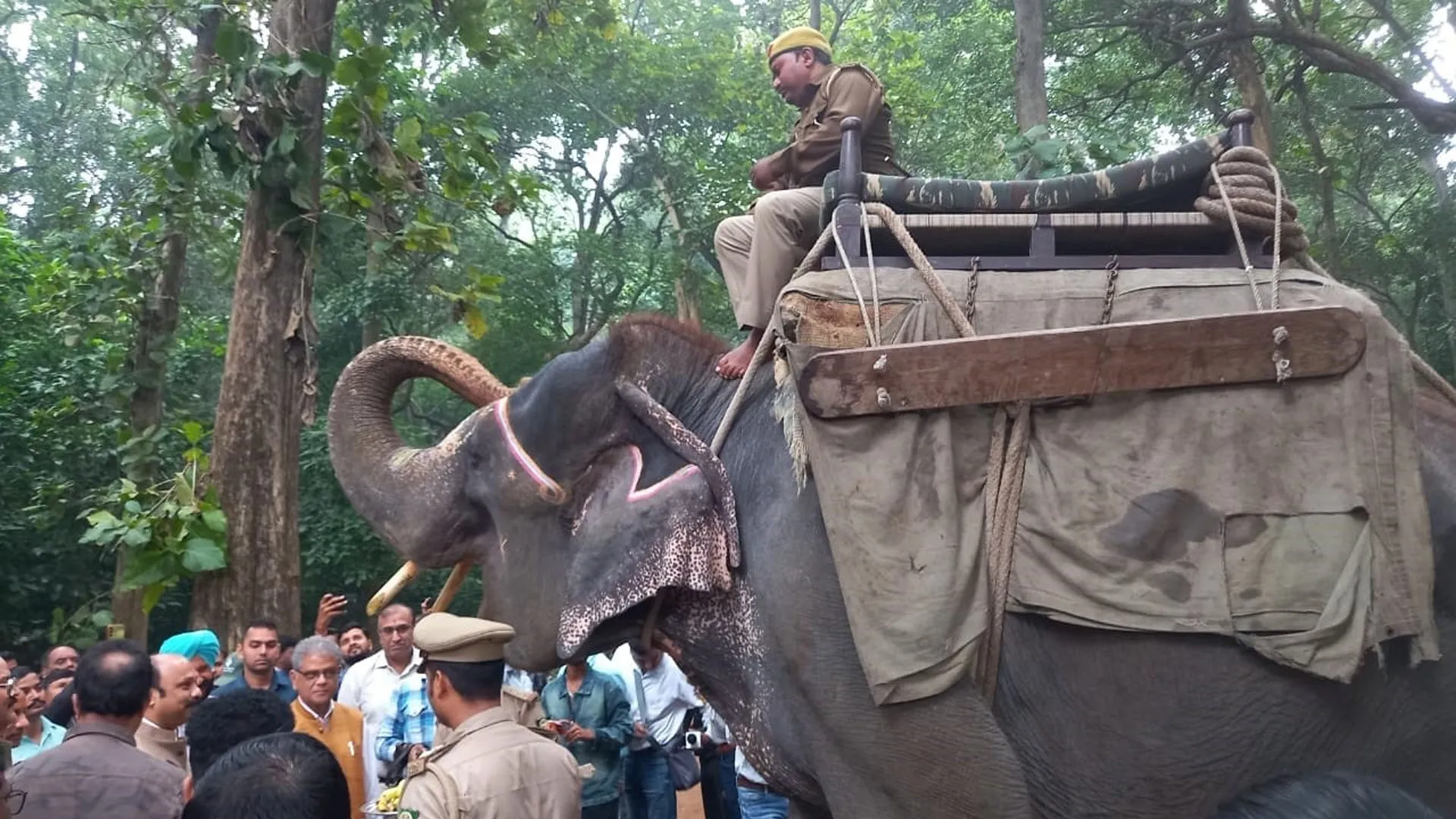 UP:  दुधवा पार्क खुलते ही उमड़े सैलानी, रंग-बिरंगी गाड़ियों से पहुंचे लोग