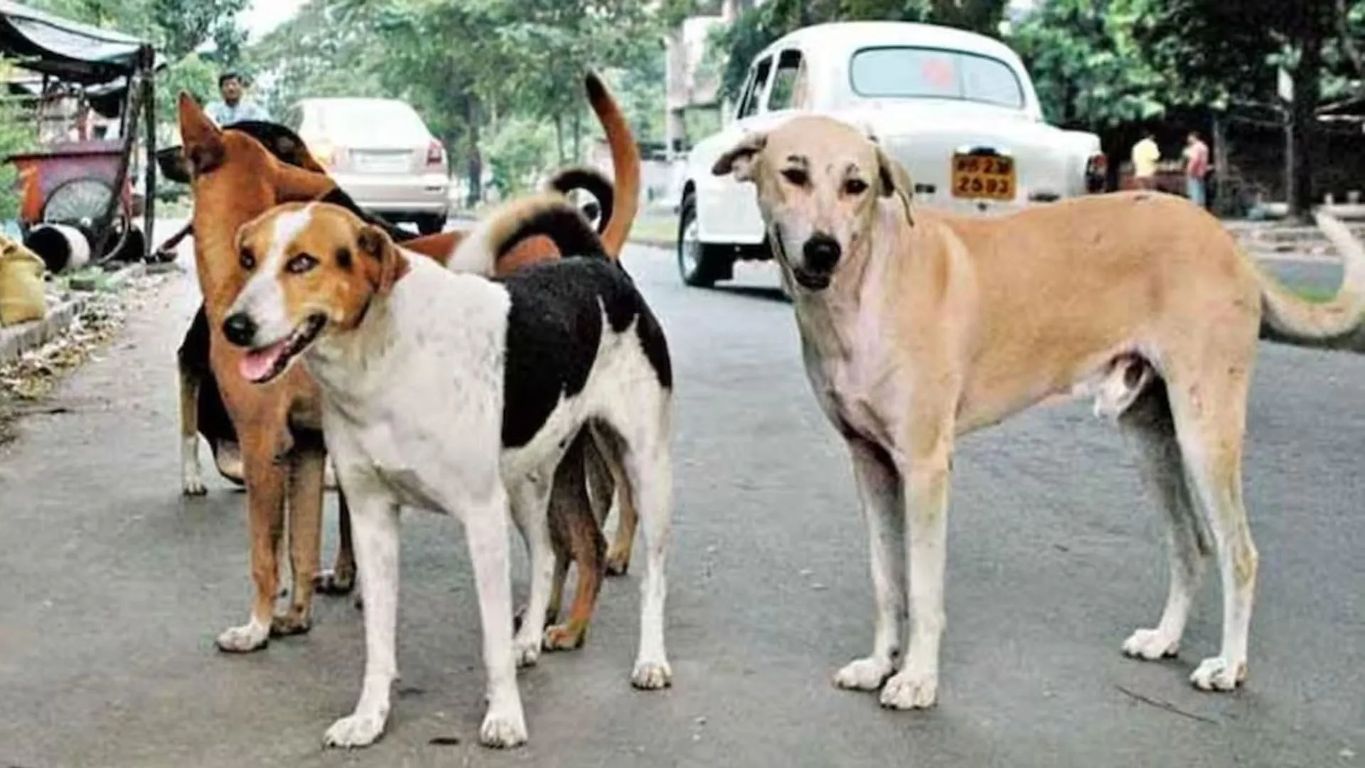 UP: आवारा कुत्तों ने 5 साल की बच्ची पर हमला बोलकर किया घायल