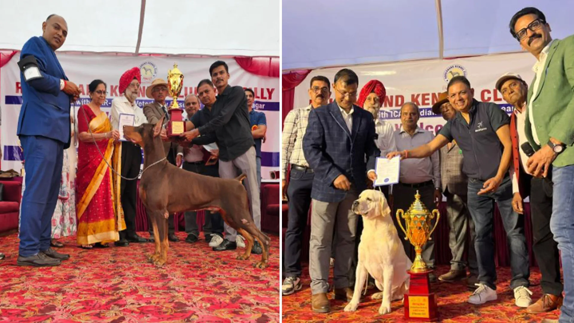 डॉग शो : 27 बार का विजेता ''रेड'' बना चैंपियन...हैंडलर संग केमिस्ट्री में जीता ''मिस्टर व्हाइट''