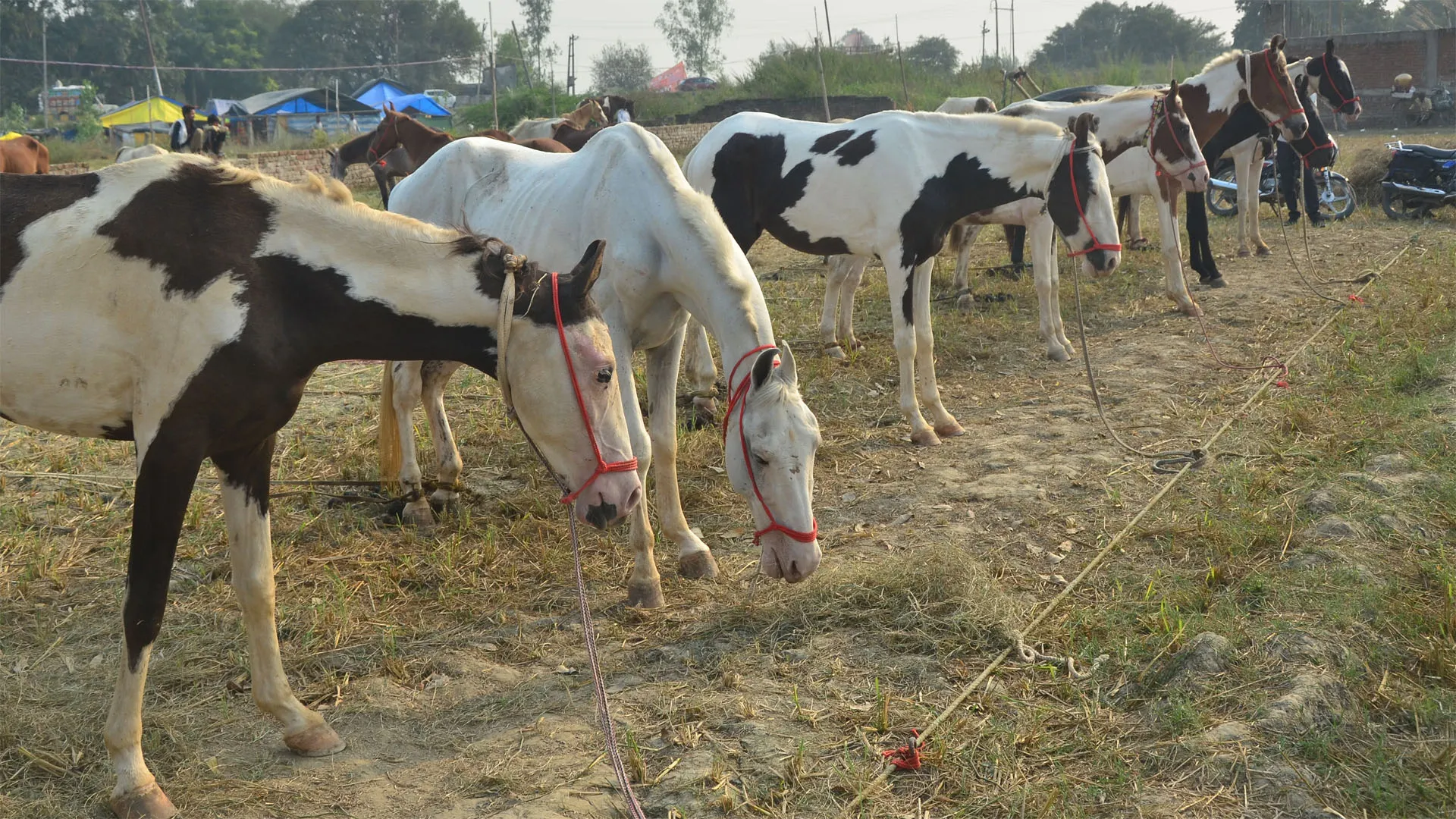 Bareilly: आज होगा चौबारी मेले का उद्घाटन...नखासा में अवलक, पच कल्यान, सिंधी घोड़ों की धूम