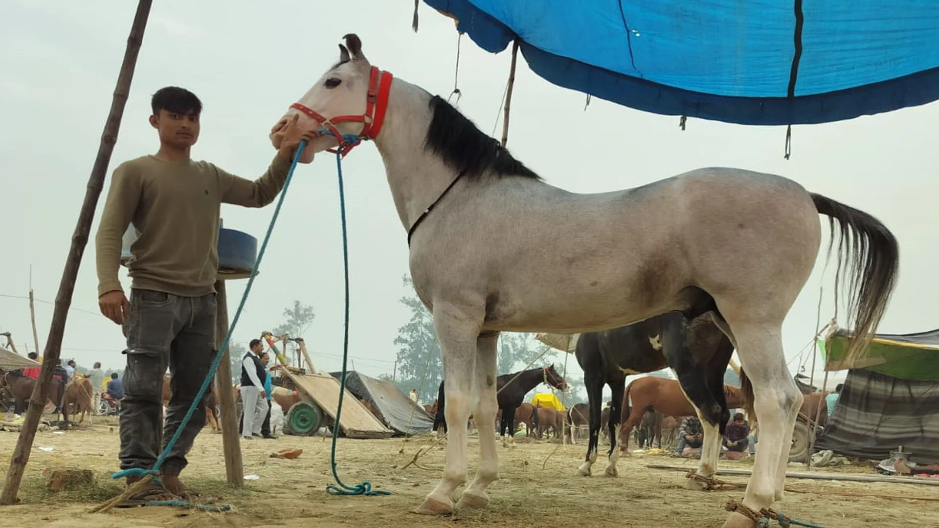 चौबारी मेला : नखासा में पहली बार पहुंचा नील, कद-काठी के मुरीद हुए लोग