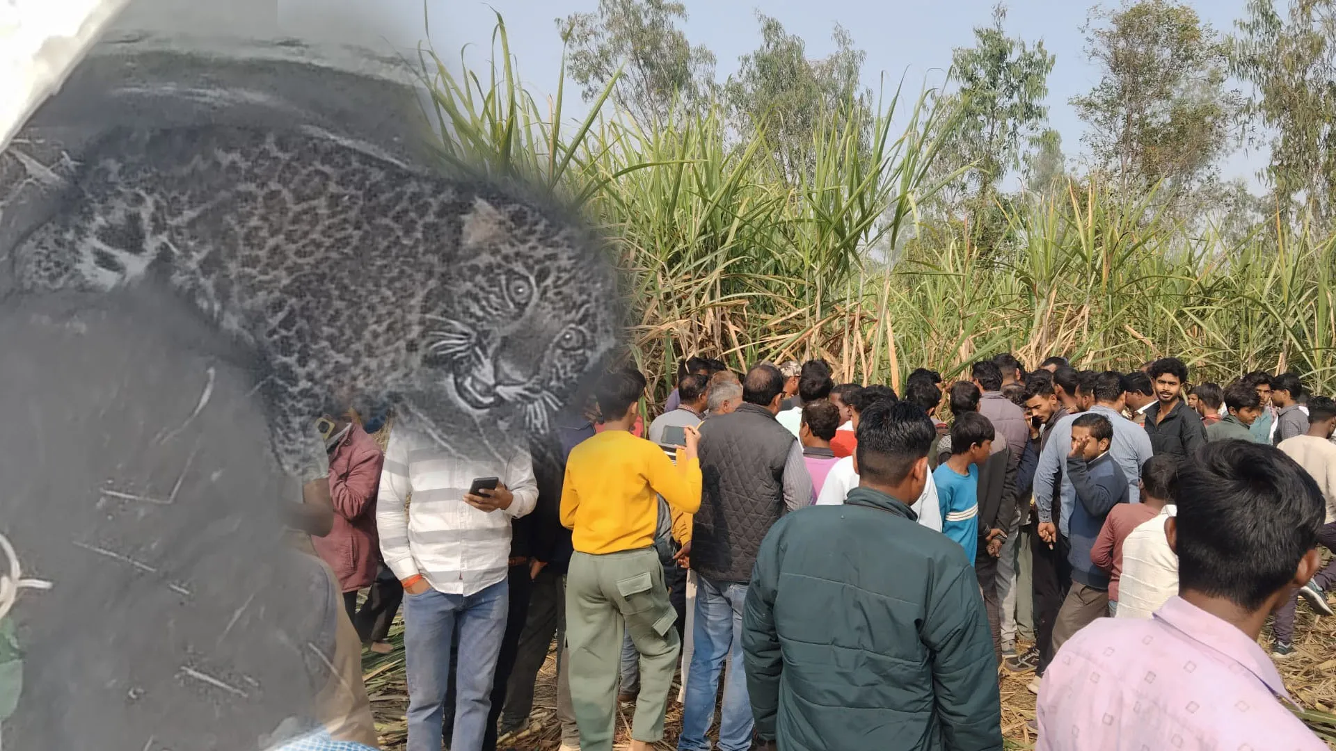 Bareilly : गंधक पोटाश का धमाका सुन लगाई छलांग...भागने में नाकाम कुएं में गिरा तेंदुआ
