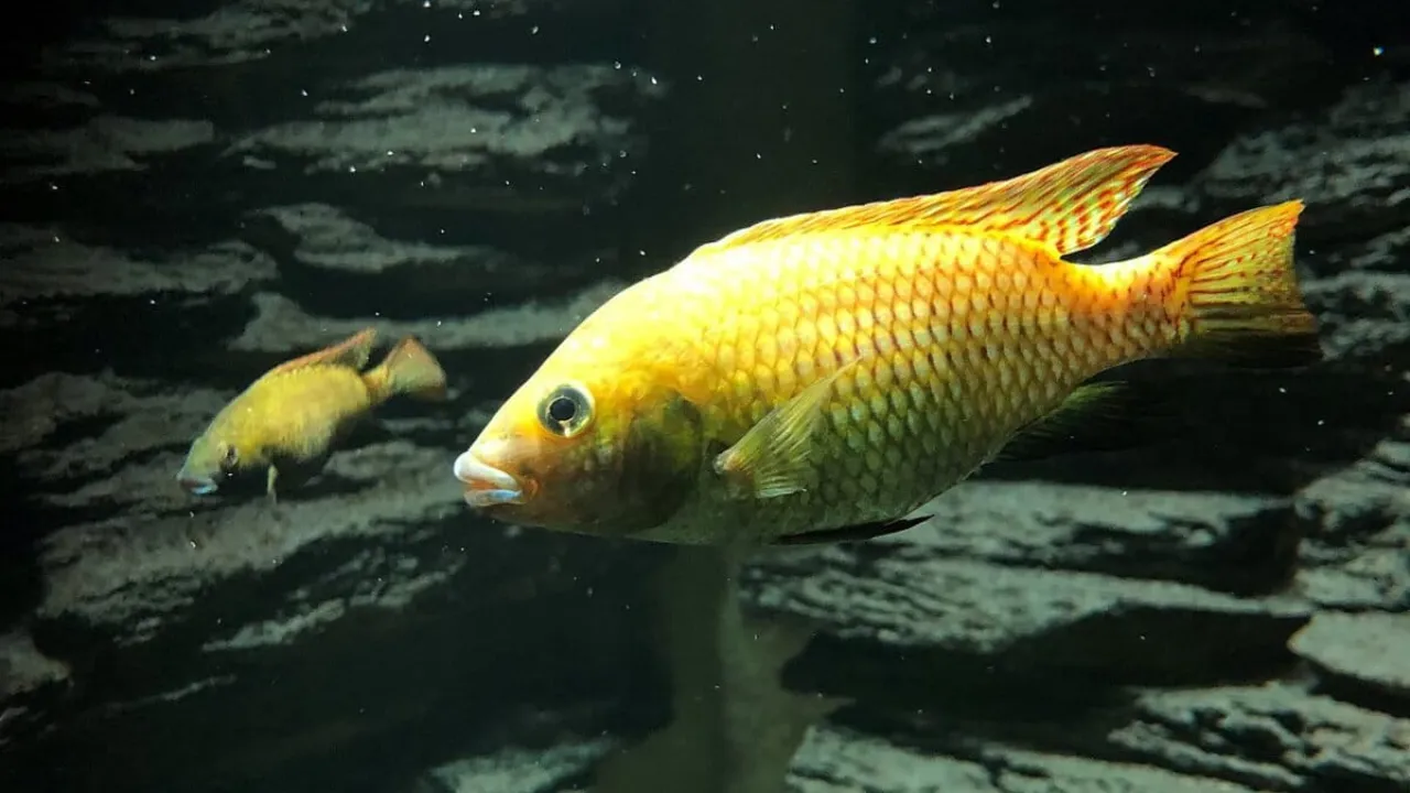 मीठे पानी की मछलियों को बचाने की जंग शुरू! अंतरराष्ट्रीय परजीवी विज्ञानी और लखनऊ विश्वविद्यालय मिलकर करेंगे अध्ययन