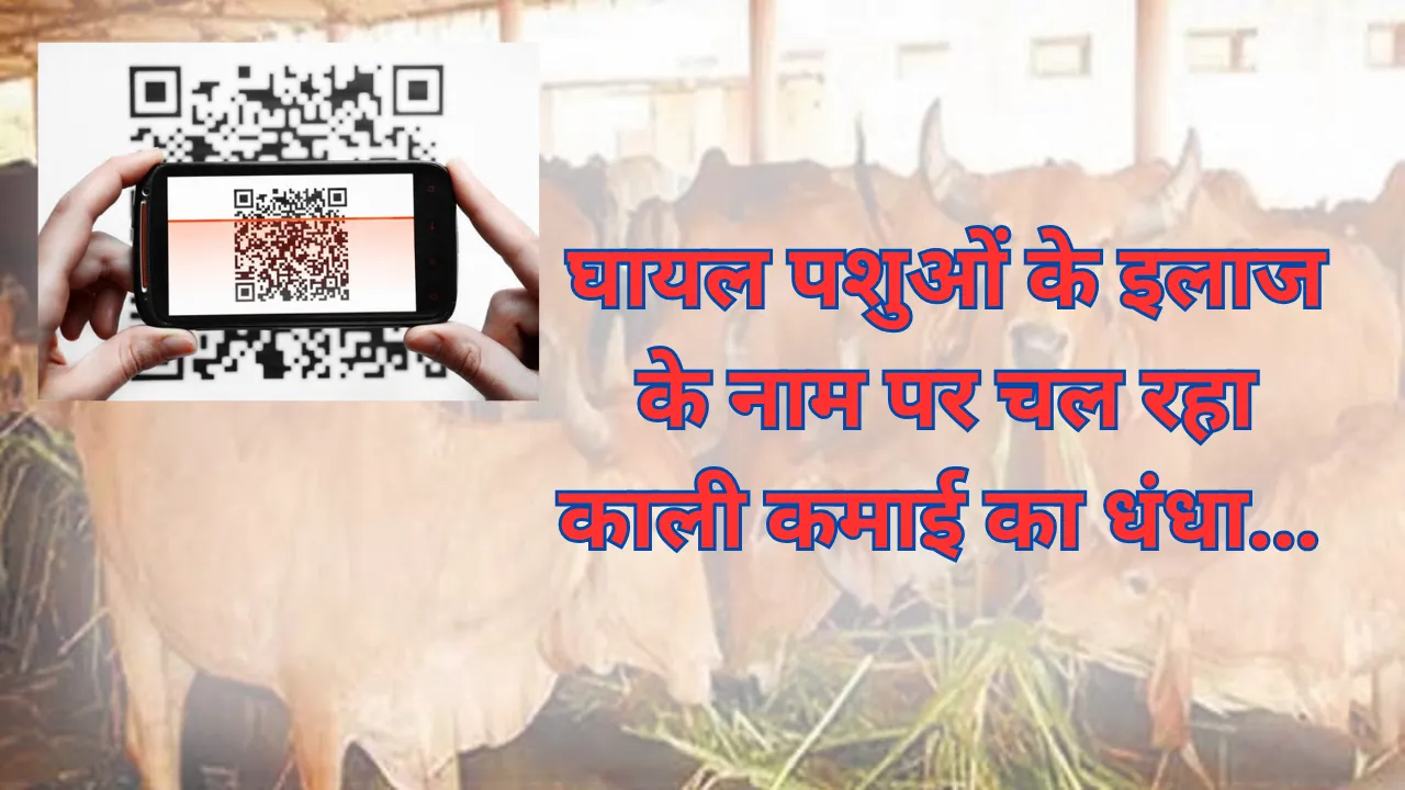 घायल पशुओं के इलाज के नाम पर चल रहा काली कमाई का धंधा... व्हाट्सएप ग्रुप से फैला देश भर में नेटवर्क, पूरा खेल क्यूआर कोड और वॉयस मैसेज का