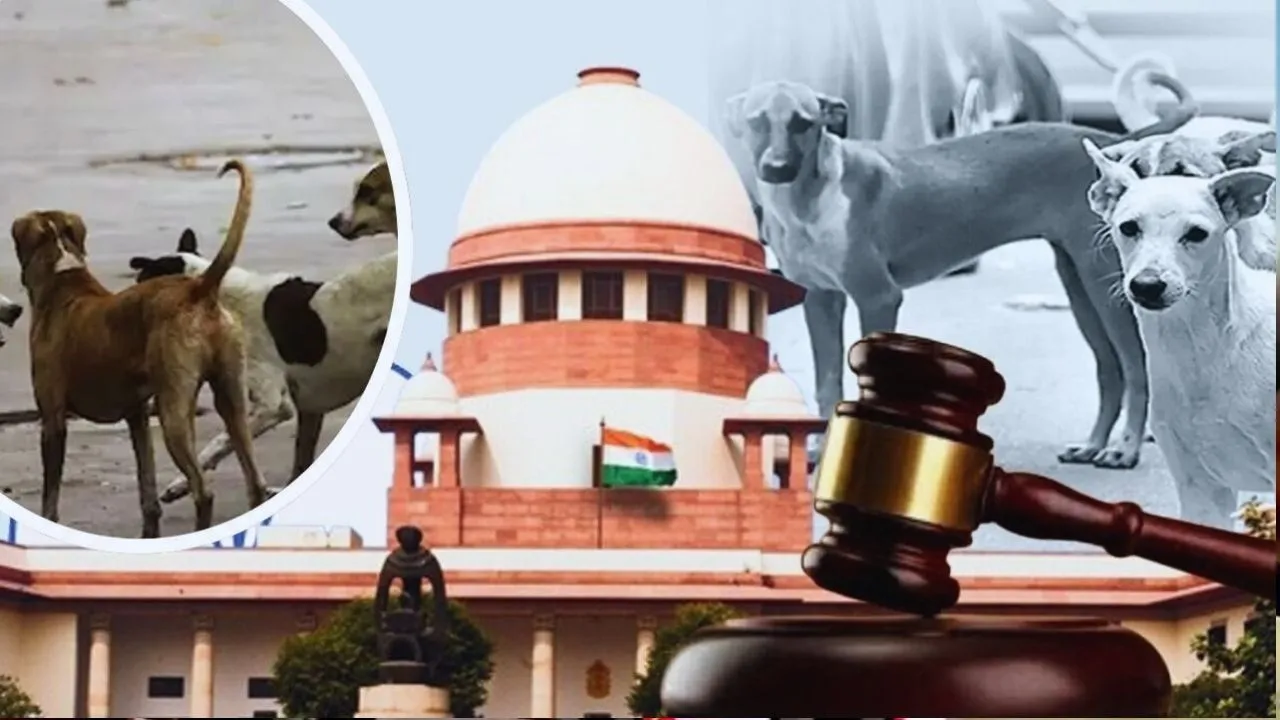 शहर में कई स्थानों पर अस्थायी शेल्टर होम बनाएगा नगर निगम, सुप्रीम कोर्ट के आदेश के बाद एक्शन में Municipal council