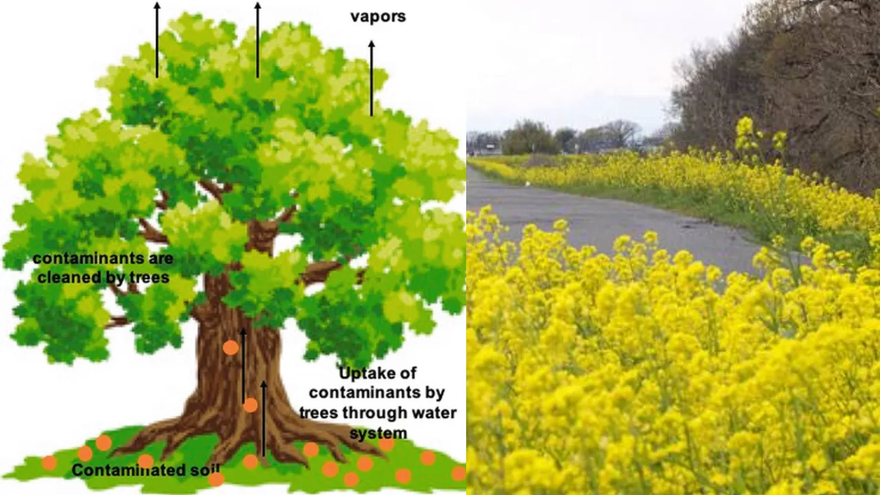 नैनो तकनीक से तैयार पौधे खत्म करेंगे प्रदूषण... लखनऊ विश्वविद्यालय और उत्तराखंड, हिमाचल, पंजाब विश्वविद्यालय का संयुक्त शोध