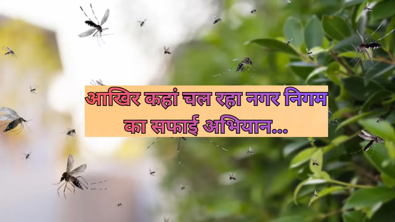 आखिर कहां चल रहा नगर निगम का सफाई अभियान... मच्छरों के डंक बढ़ा रहे शहर के लोगों की परेशानी