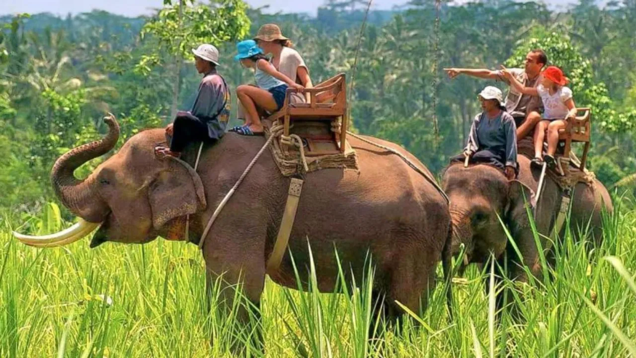 Good News: कर रहे हैं उत्तराखंड जाने की प्लानिंग... तो फिर शुरू हुई कॉर्बेट पार्क में हाथी सफारी और वॉच टावर की सुविधा 