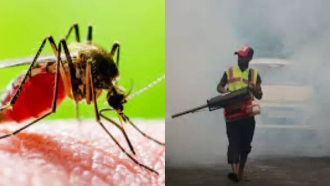 मच्छरों का बढ़ा आतंक, डेंगू फैलने का खतरा... फॉगिंग और एंटी लार्वा का छिड़काव ठप