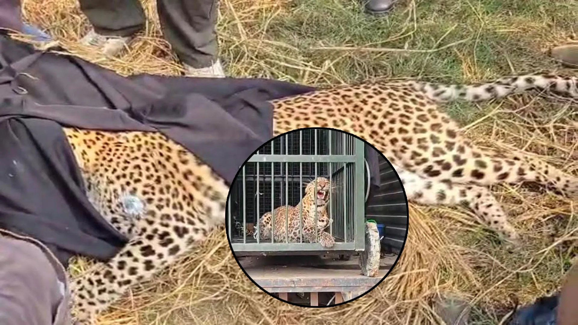 शिकारियों की करतूत ! फंदे में फंसे मिले तेंदुए को वन विभाग ने ट्रैंक्यूलाइज कर शुरू की जांच 