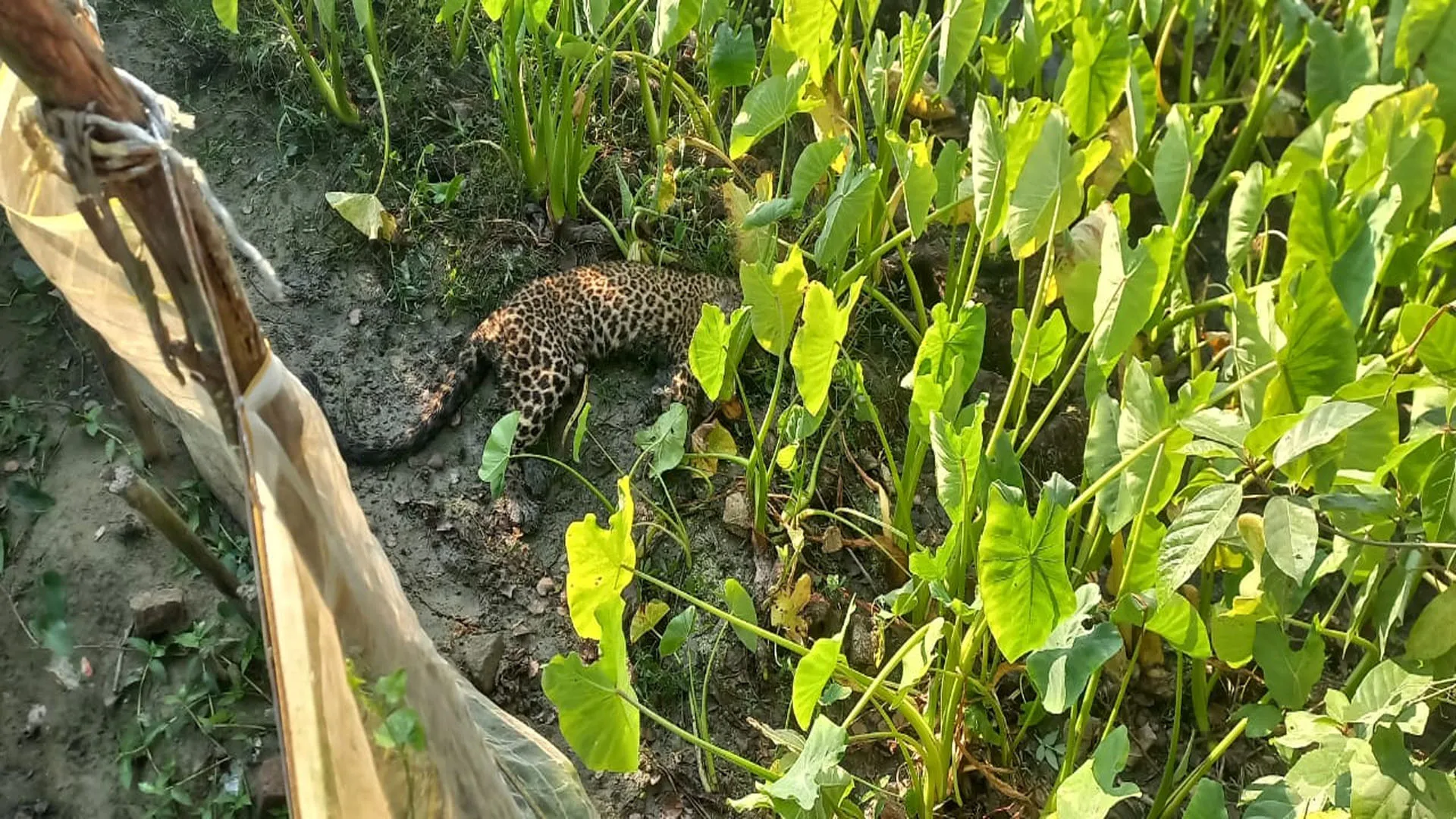 Pilibhit : पीलीभीत: तालाब के अंदर बेसुध मिला तेंदुआ...इलाज से पहले ही मौत, टीम पड़ताल में जुटी 