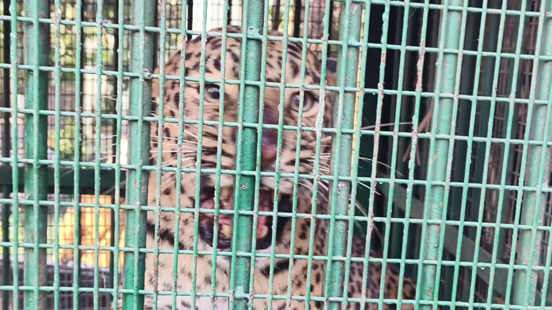 Lakhimpur kheri: बाघ के लिए लगाए गए पिंजरे में कैद हुआ तेंदुआ...कतर्नियाघाट जंगल में छोड़ा