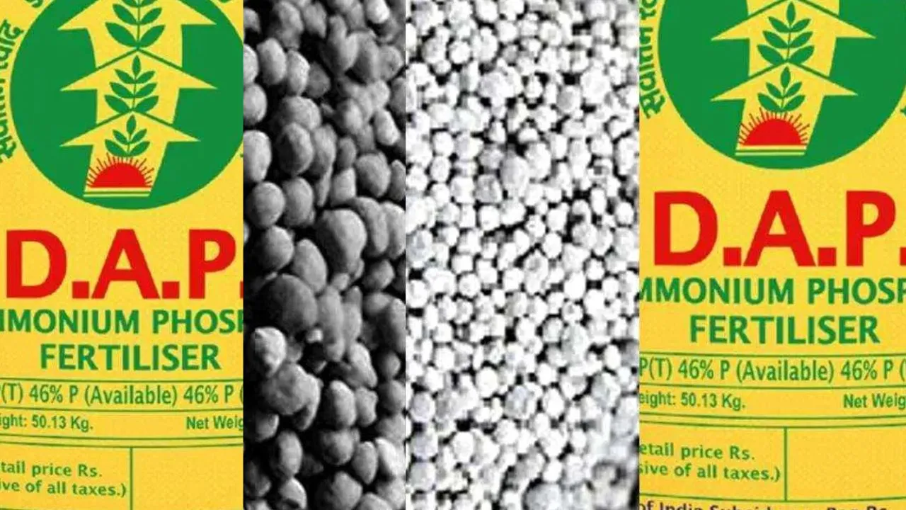 डीएपी संकट का हल!  2,500 मीट्रिक टन खाद पहुंचने वाली है राजधानी, जानिए कब शुरू होगा वितरण?