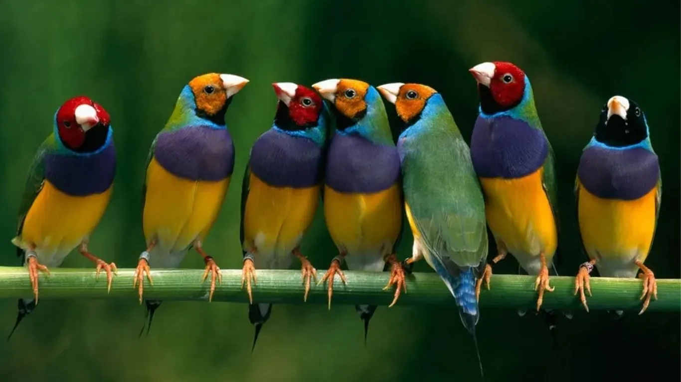  कॉर्बेट नेशनल पार्क में दिखी Hawfinch Bird...  यूरोप-एशिया और अफ्रीका की है दुर्लभ प्रजाति, पर्यटक बेहद उत्साहित