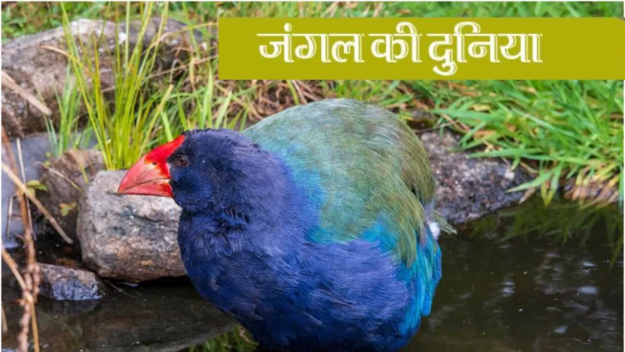  जंगल की दुनिया:  तकाहे