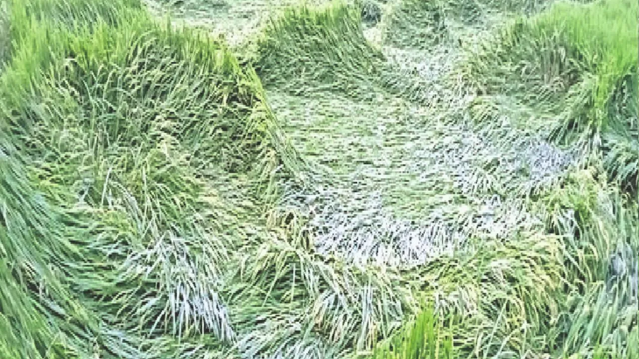 बारिश के चलते किसानों को हुआ नुकसान, धान के पुवाल पड़े काले...दानों में होने लगी सड़न