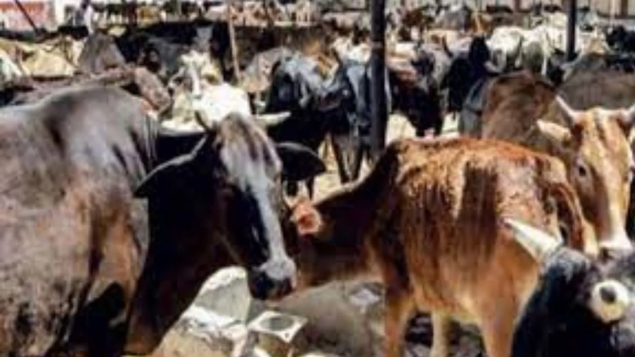 सिस्टम की खामी झेल रहे निराश्रित पशु, मौके पर नहीं त्वरित इलाज की व्यवस्था 