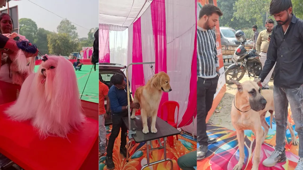 All India All Breeds Championship:  कानपुर में DogShow, तिब्बती ‘शिहत्ज़ु’ और ऑस्ट्रेलियन जर्मन शेफर्ड ने खींचा ध्यान 
