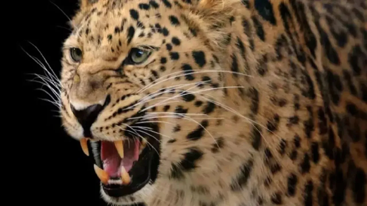 बहराइच में तेंदुए का आतंक, व्यक्ति पर किया हमला...ग्रामीणों ने लाठी डंडों से भगाया 