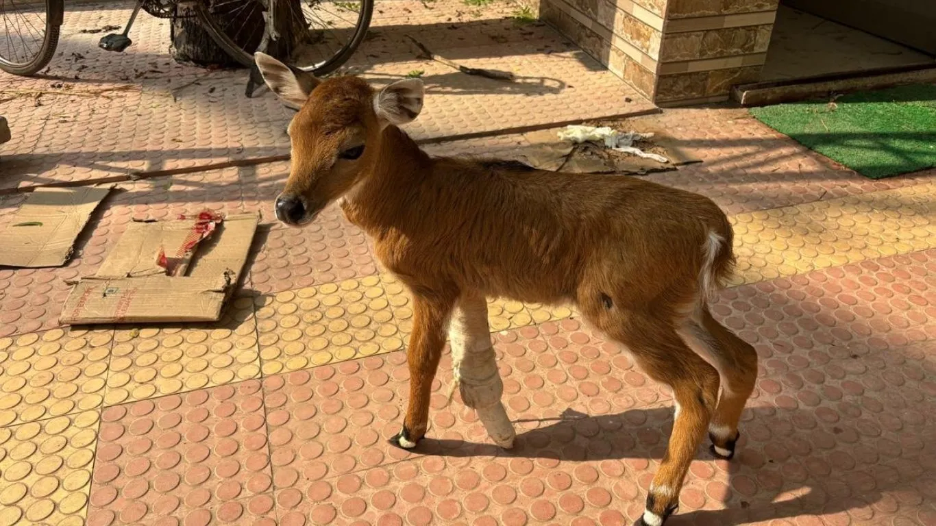  नील गाय के बच्चे को कानपुर जू ने दी नई जिंदगी:   अमृत विचार के प्रयास पर वन मुख्यालय ने दिए थे निर्देश, पहली बार चिड़ियाघर में डाली गई बोन प्लेट