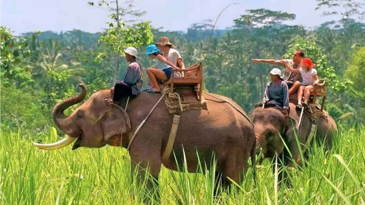  Corbett Tiger Reserve :  दिसंबर से ढिकाला-बिजरानी जोन में फिर गूंजेगा हाथी सफारी का रोमांच...मिली अनुमति, ये रहेगा रूट  