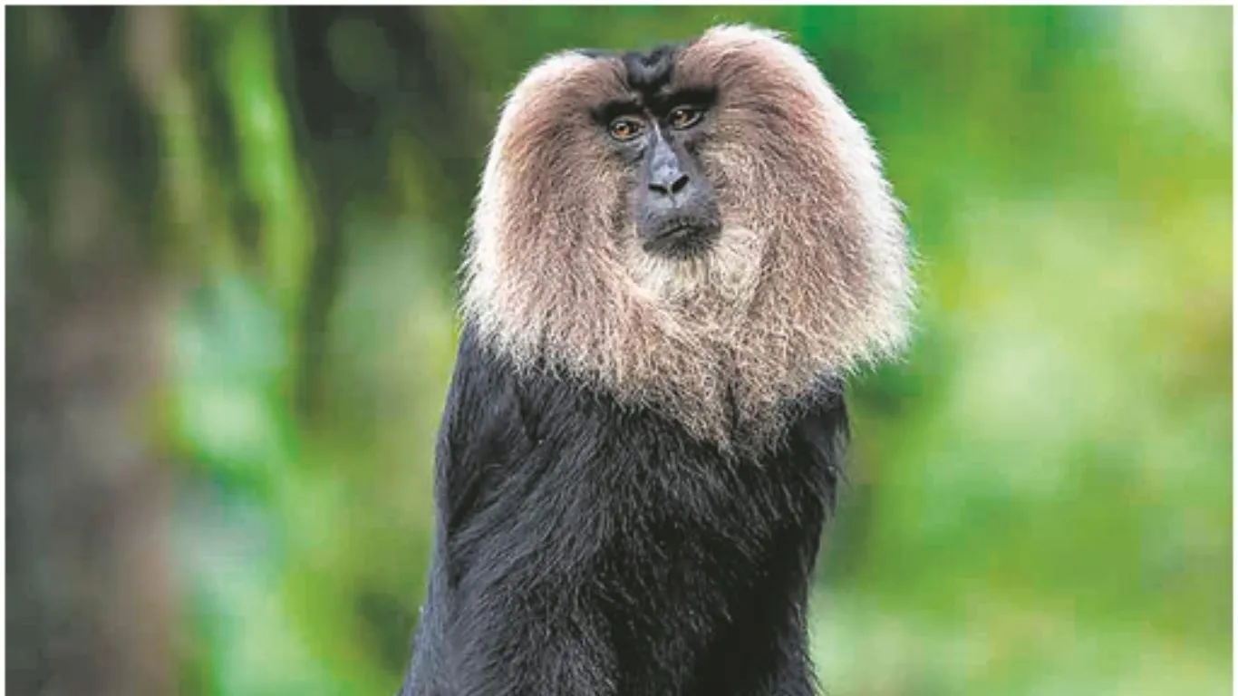    जंगल की दुनिया :  लायन-टेल्ड मैकाक