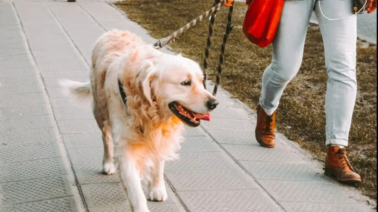 लखनऊ में बिना लाइसेंस श्वान टहलाते 4 लोगों पर लगा जुर्माना , वसूले 20 हजार ....1 लेबराडोर पकड़ा