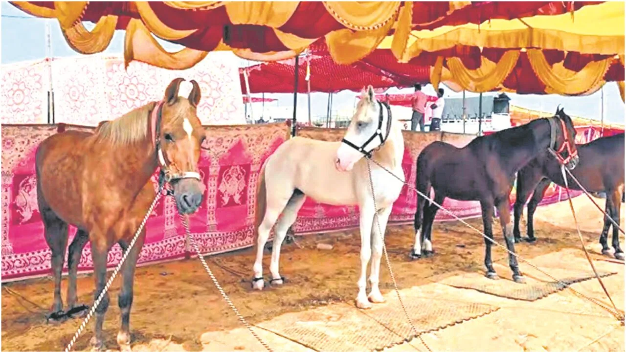 Untitled design - 2025-11-05T124130.190