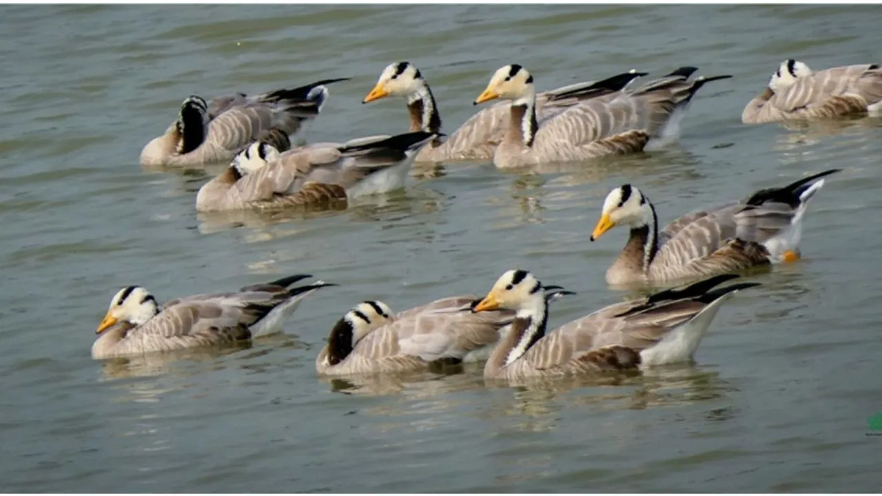 हजारों मील का लंबा सफर तय कर पहुंचे रंग-बिरंगे सर्दियों के मेहमान