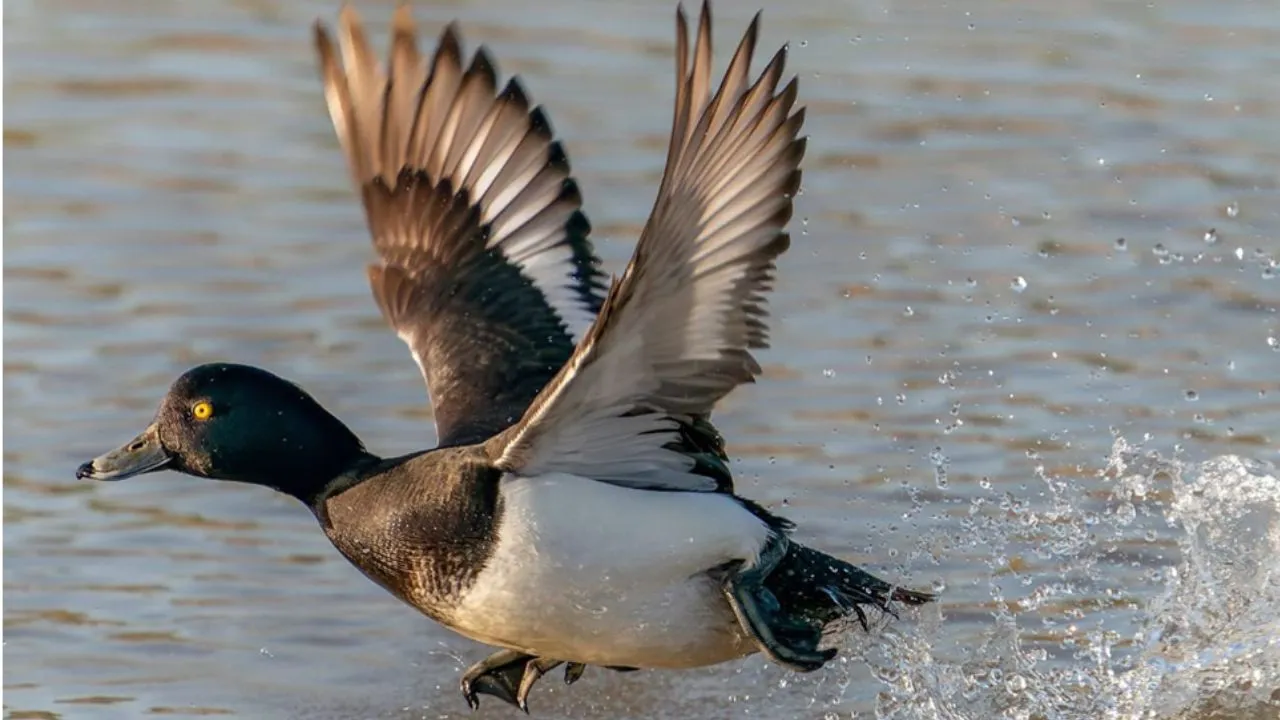 Untitled design - 2025-11-07T140444.490