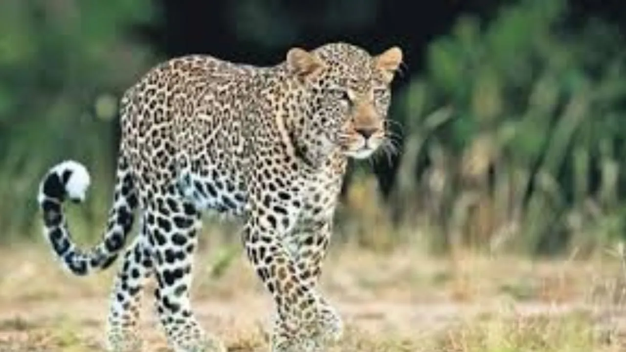 उत्तराखंड के बड़कोट में वन विभाग की लापरवाही पर फूटा लोगों का गुस्सा.... तेंदुए के घूमने से मचा हड़कंप 