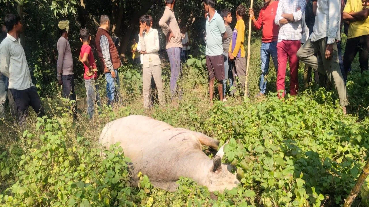   कुत्ते के काटने से पागल हुआ सांड : 12 को उठा-उठा कर पटका,दो की मौत,10 लहुलुहान