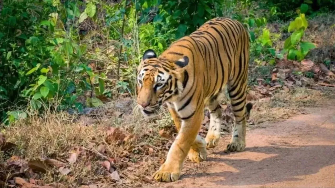 उत्तराखंड : पौड़ी गढ़वाल में आदमखोर बाघ पिंजरे में कैद, ग्रामीणों ने ली राहत की सांस