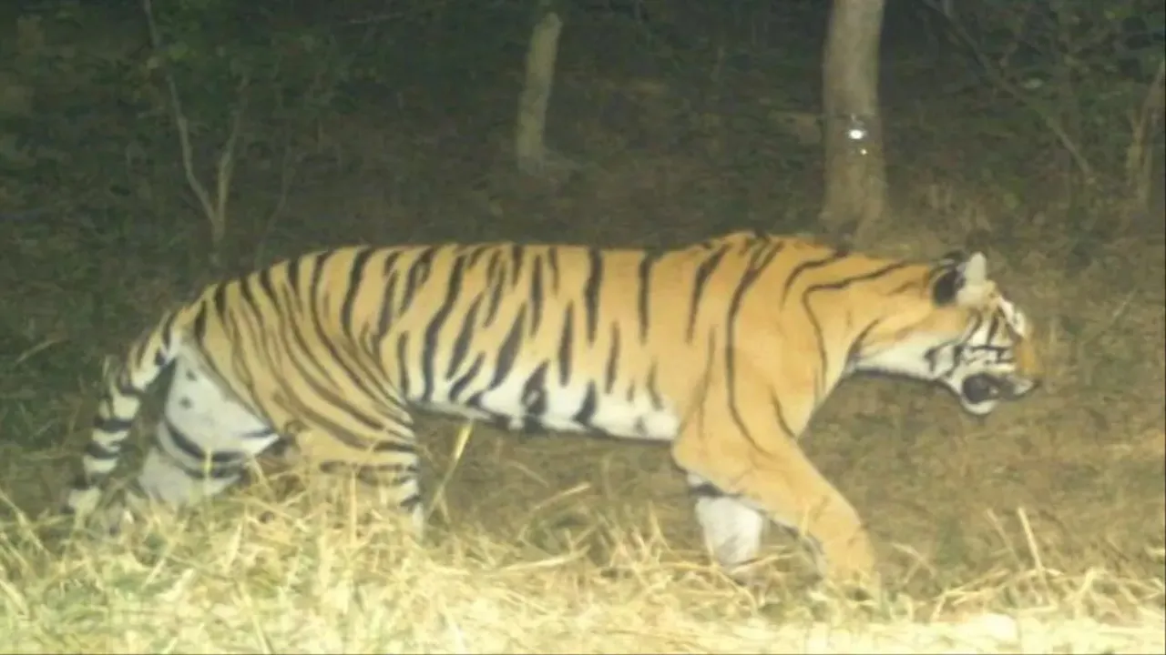 बलरामपुर : वन्यजीव के हमले में दो महिलाओं की मौत, डीएम ने कैंप लगाने के दिए निर्देश 