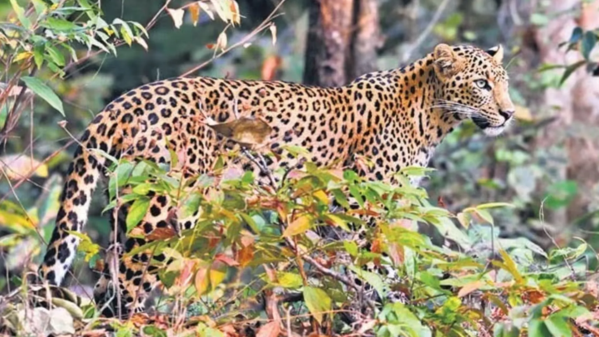 रामपुर : गन्ने के खेत में बच्चा न देखकर दहाड़ी मादा तेंदुआ