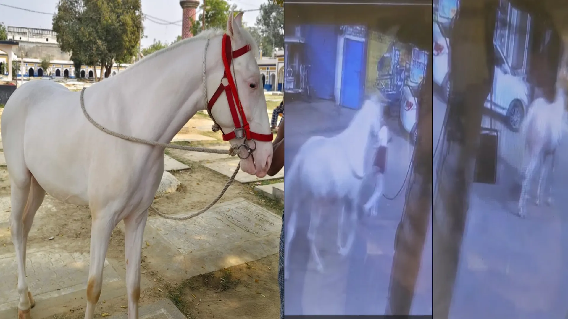 लखनऊ : खुदाबख्श कर्बला से ईरानी घोड़ा चोरी, कैमरे में दिखा चोर