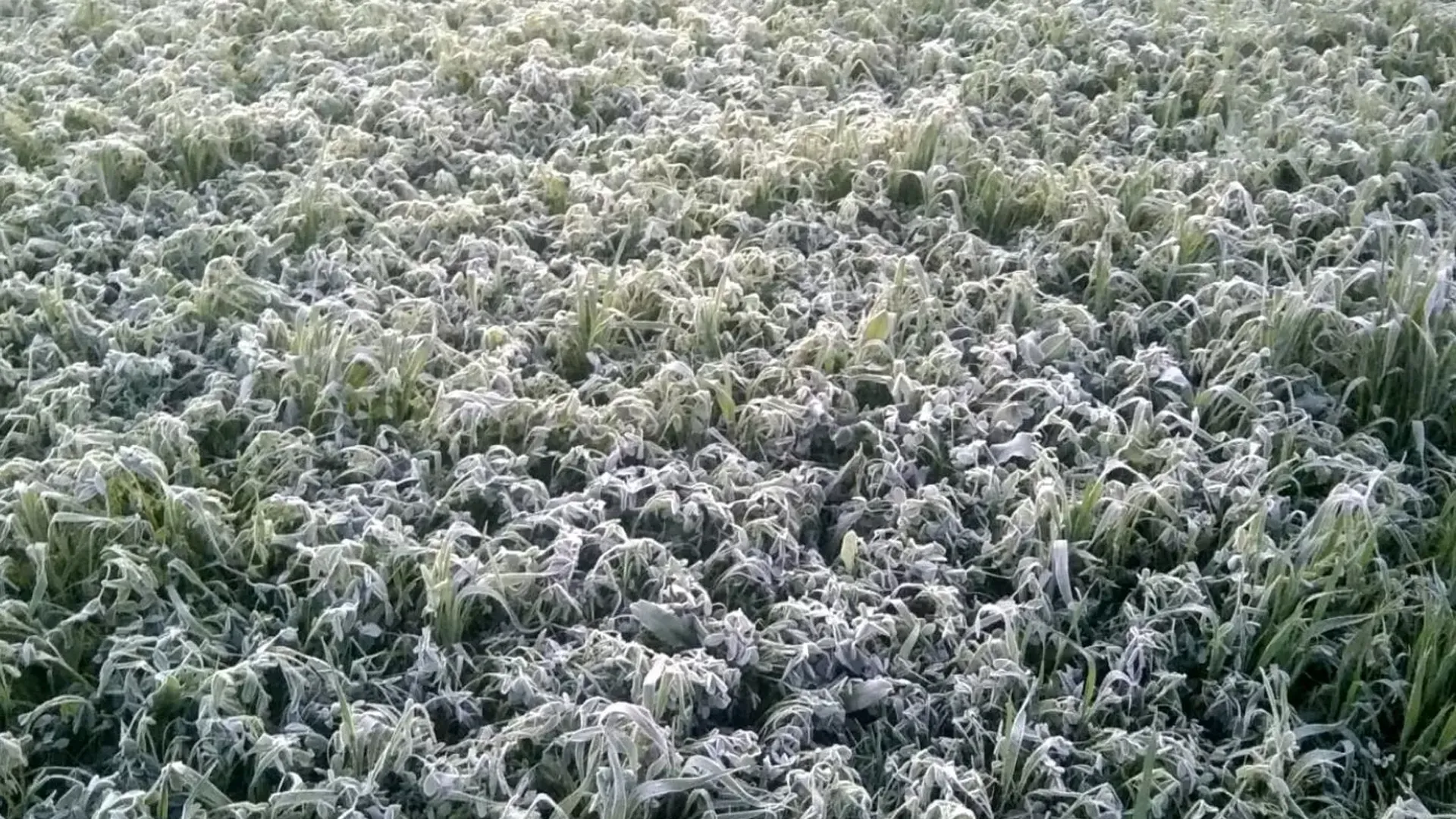 बरेली : कोहरे और पाले से मंडरा रहा फसल बर्बादी का खतरा