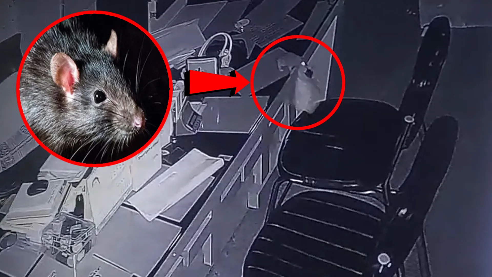 बदायूं : गायब हो रहे थे पर्चे, सीसीटीवी में पता चला ले जा रहा है चूहा