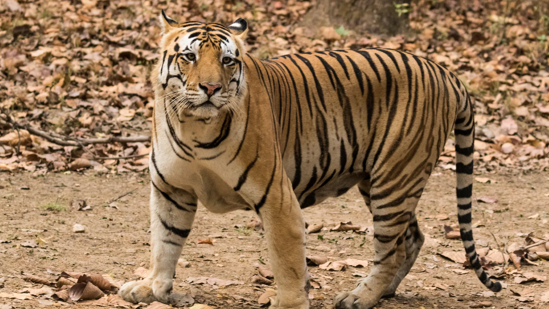 मुरादाबाद :अमानगढ़ टाइगर रिजर्व में बाघ गणना का पहला चरण पूरा
