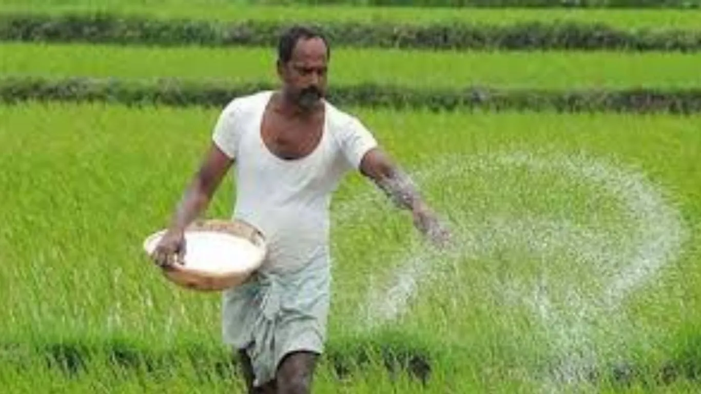 किसानों को नहीं होगी खाद की दिक्कत:  फसलों में टॉप ड्रेसिंग से बढ़ी यूरिया की मांग, गेहूं और सरसों में छिड़काव