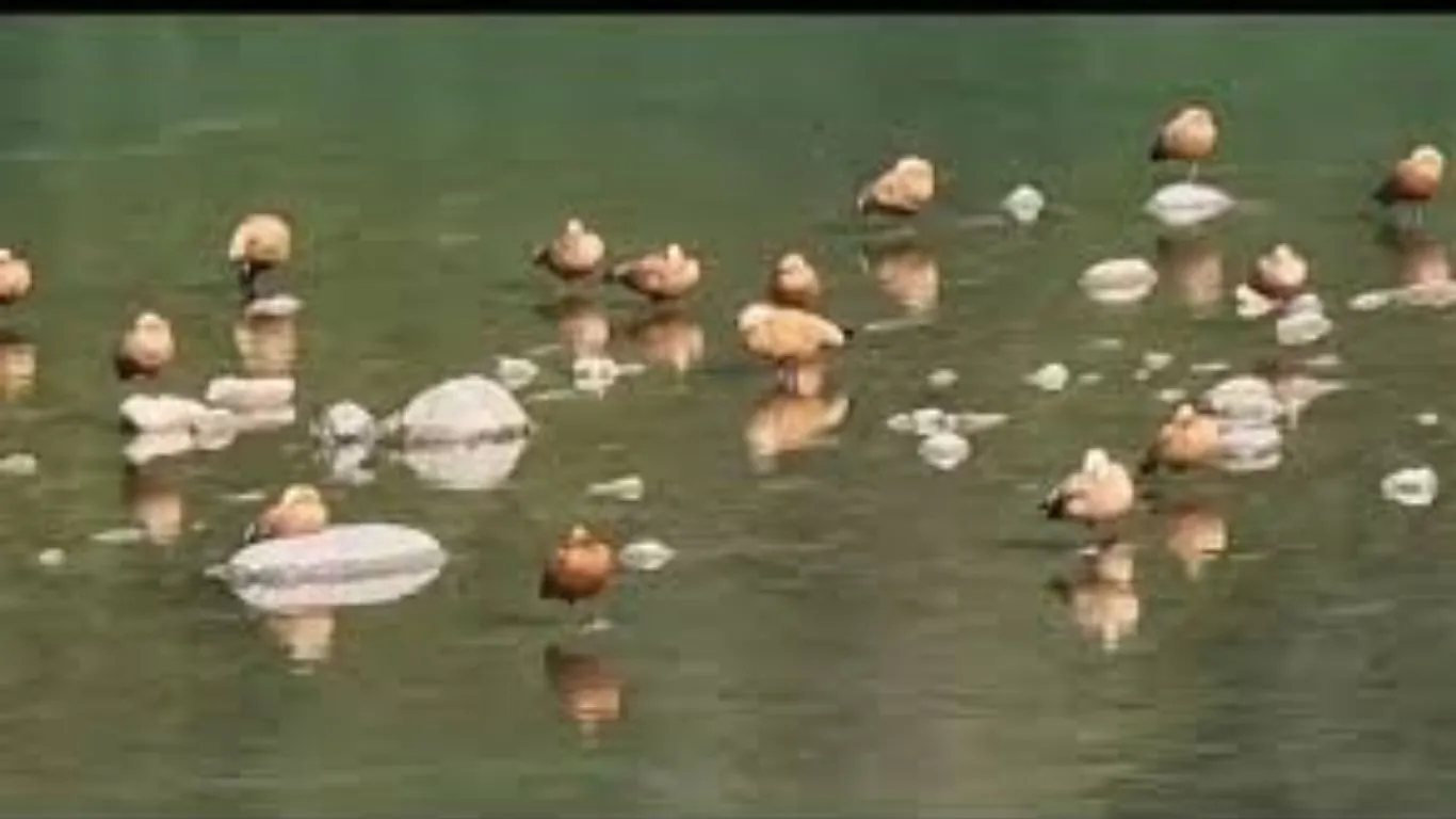 प्रवासी पक्षियों से गुलजार हुआ रामनगर, जलाशयों में सुर्खाब पक्षियों को देखने पहुंच रहे पर्यटक  