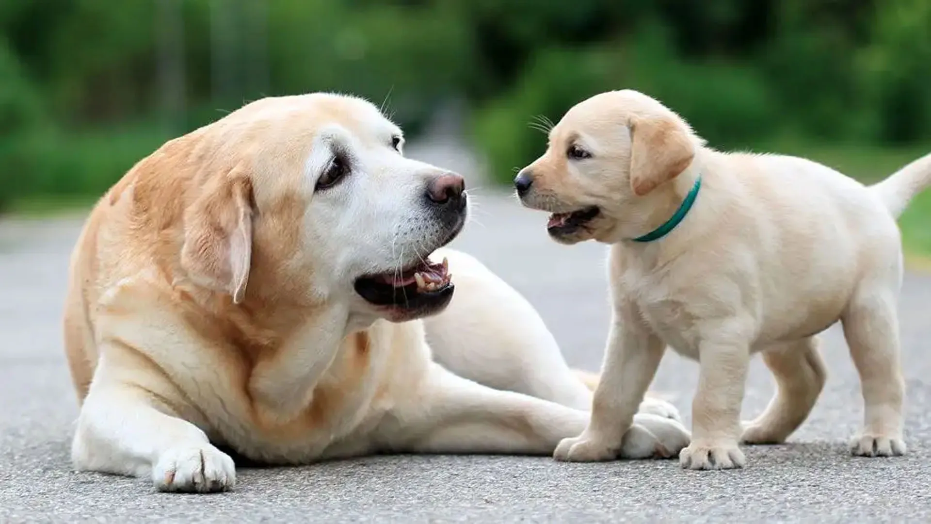 Bareilly: घर-घर पल रहे कुत्ते, मगर पंजीकरण सिर्फ 95 का, नगर निगम कराएगा सत्यापन 