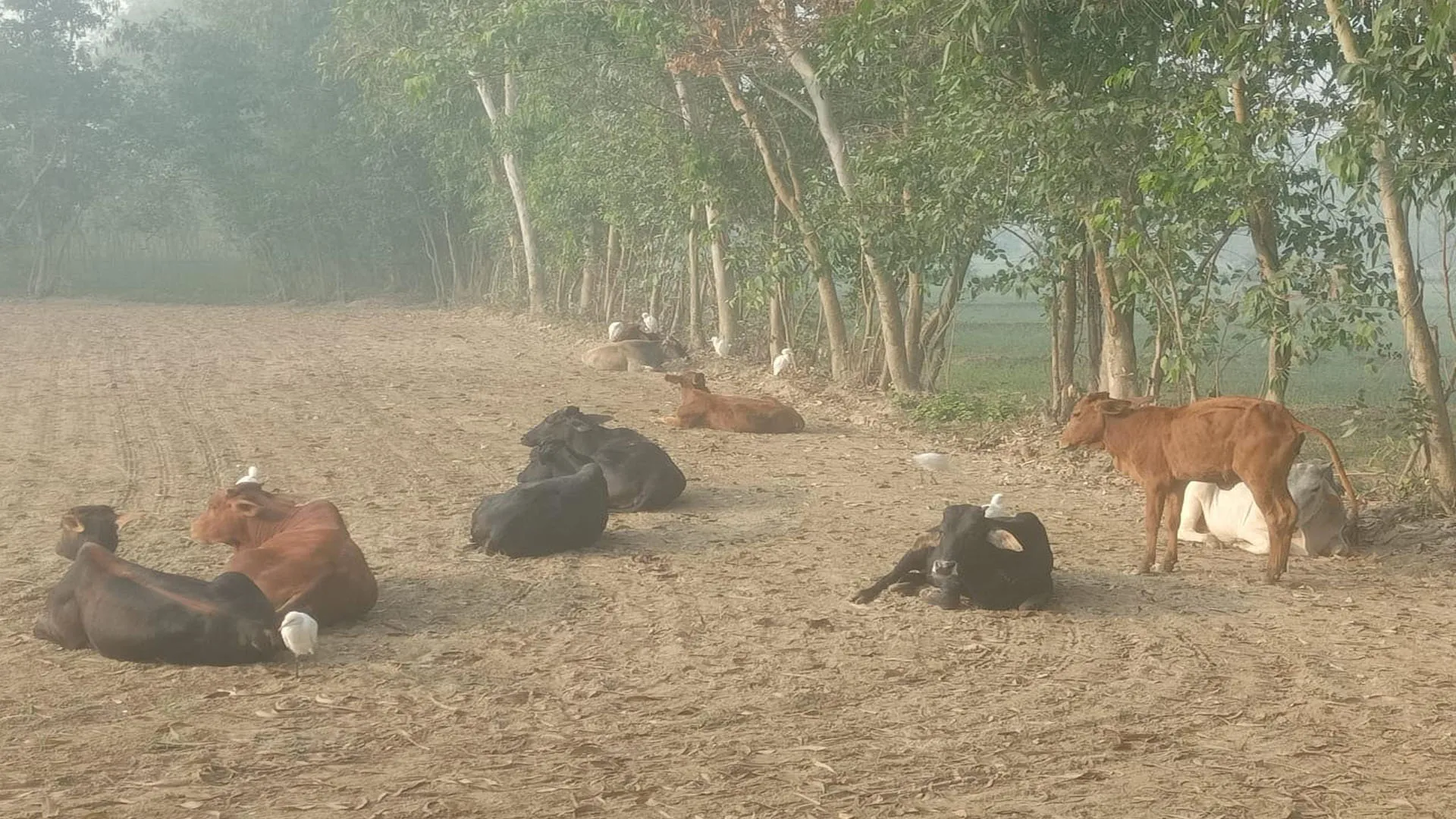 Moradabad: गोवंश बढ़ा रहे मुसीबत, नहीं ली जा रही सुध...सांड़ के हमले में हुई थी पशु चिकित्सक की मौत